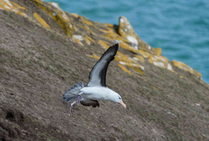 Albatros de Ceja Negra - islas Falkland o Malvinas  12.jpg